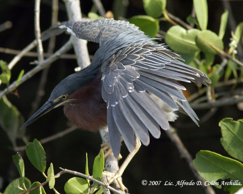 Green Heron