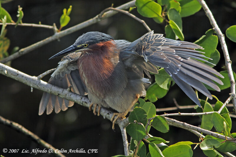 Green Heron