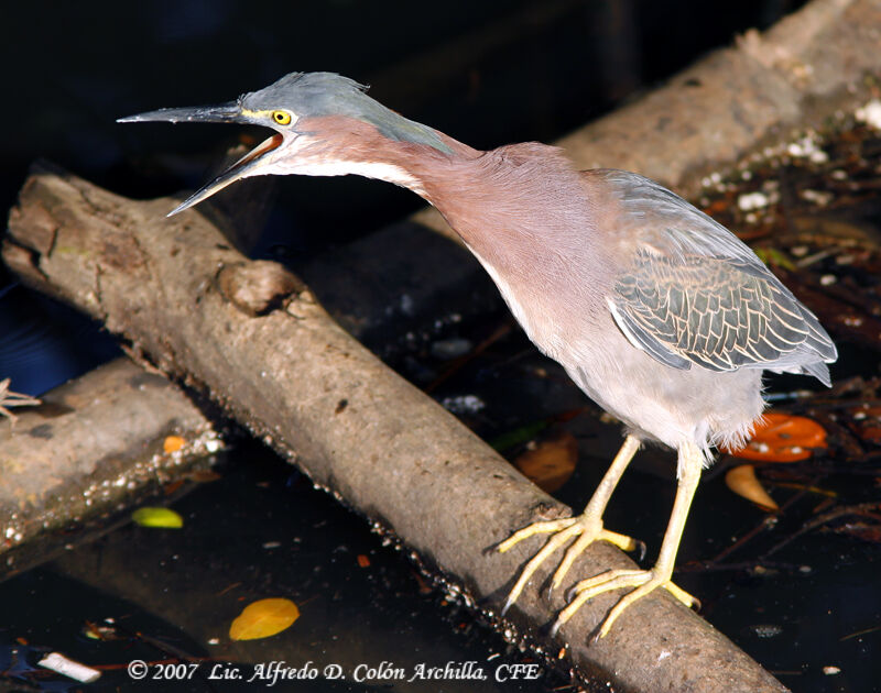 Green Heron