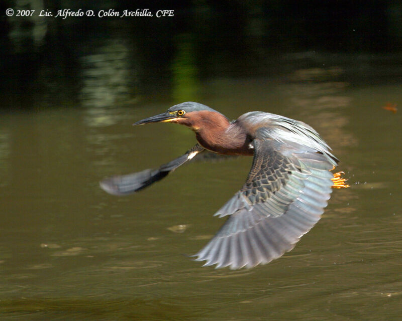 Green Heron