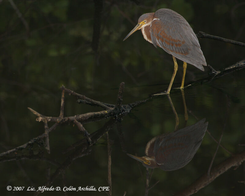 Green Heron