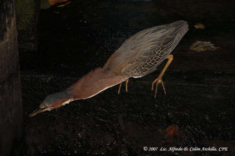 Green Heron