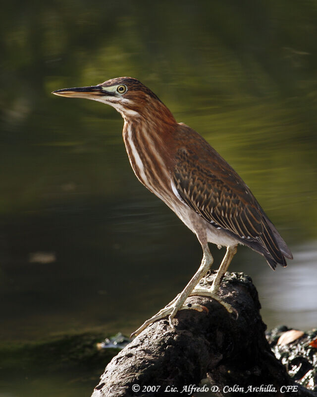 Green Heron