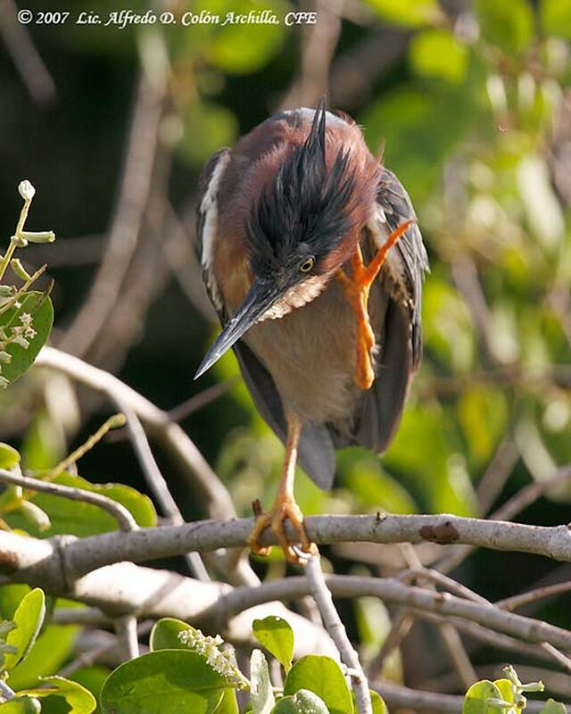 Green Heron