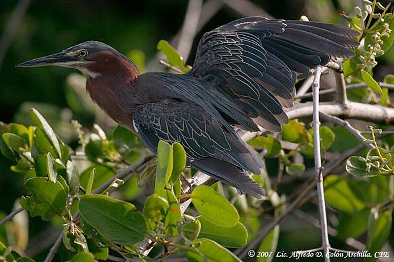 Green Heron