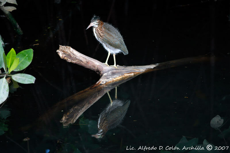 Green Heron