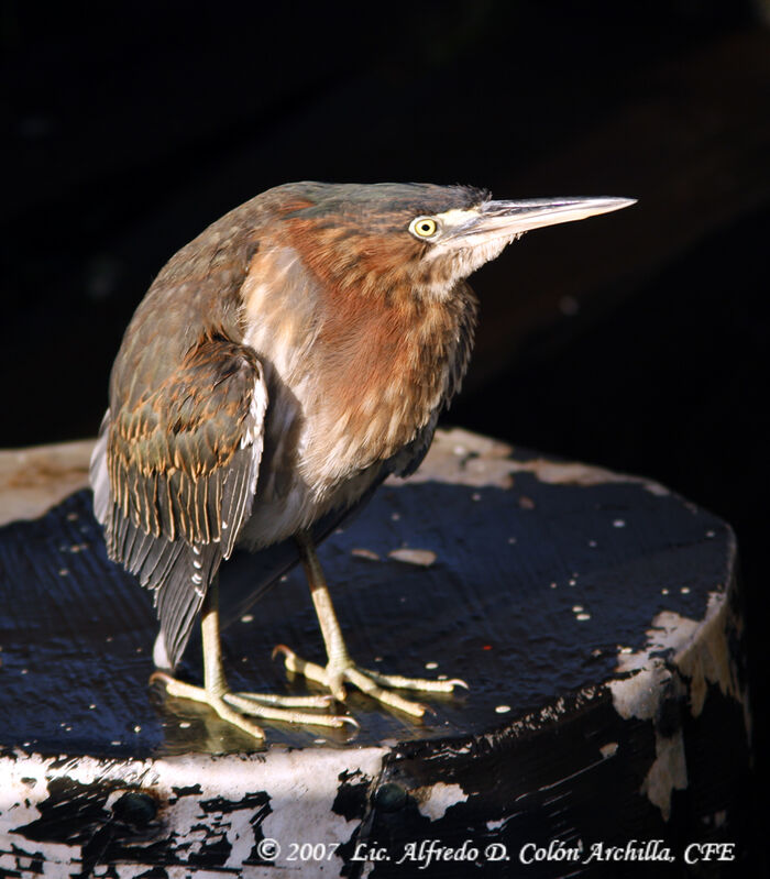 Green Heron