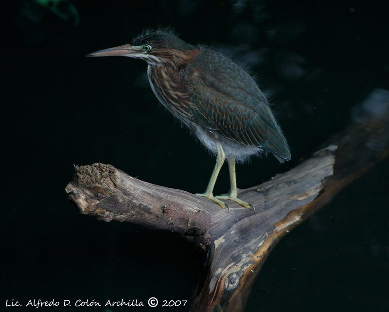 Green Heron