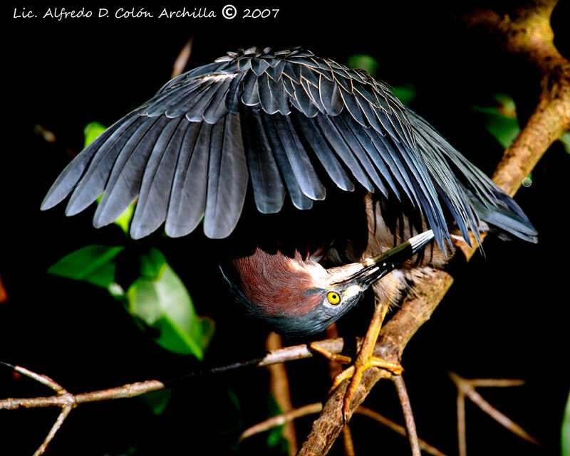 Green Heron