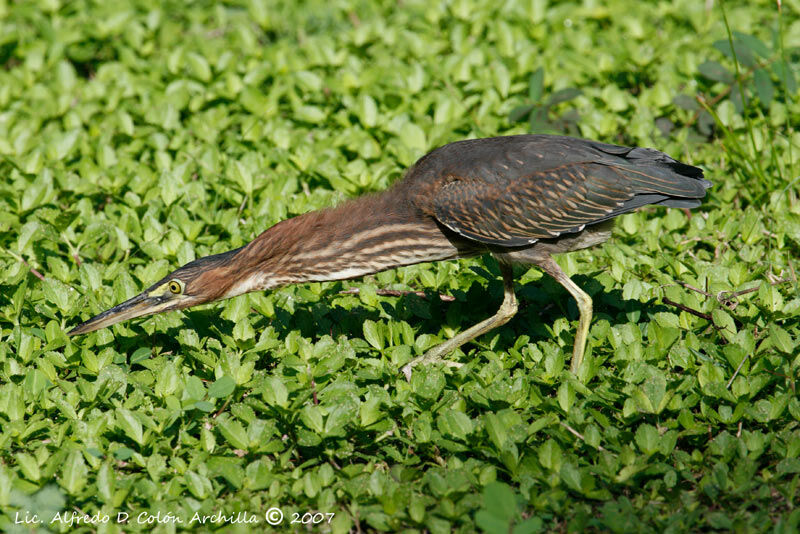 Green Heron