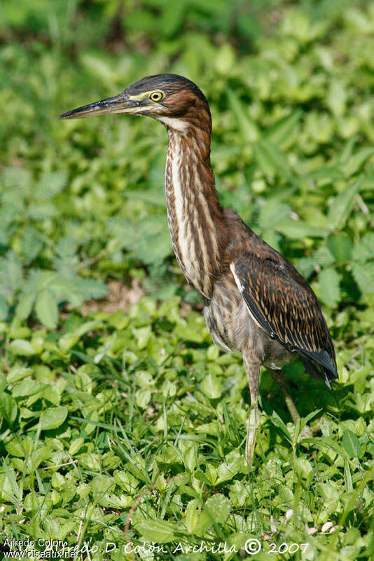 Héron vert1ère année, identification