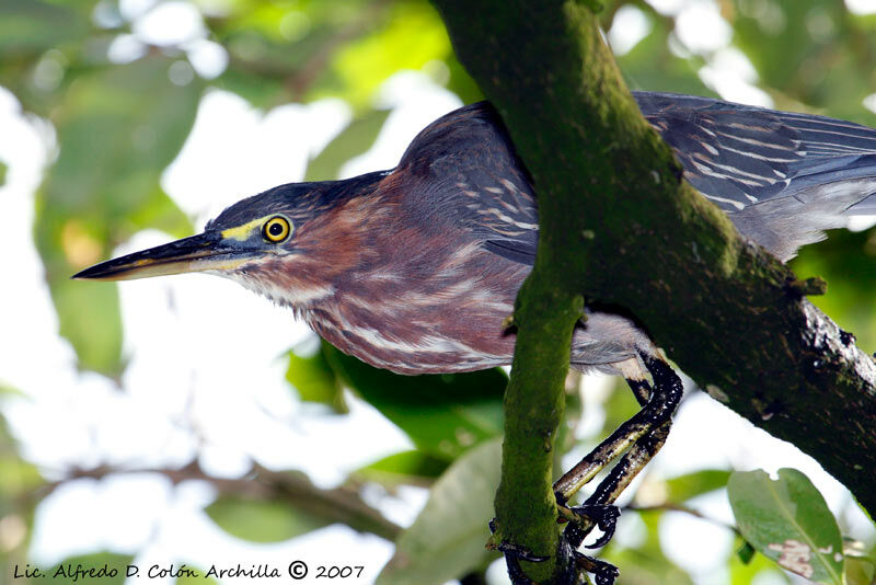 Green Heron