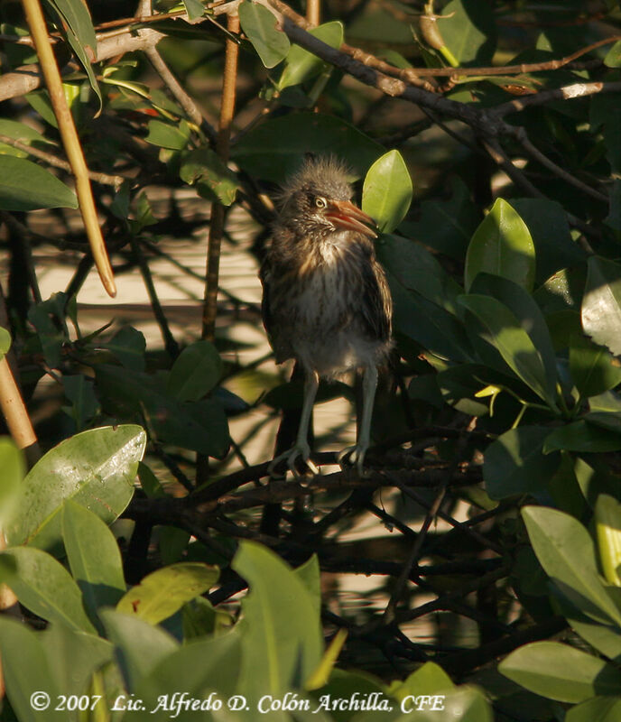 Green Heronjuvenile