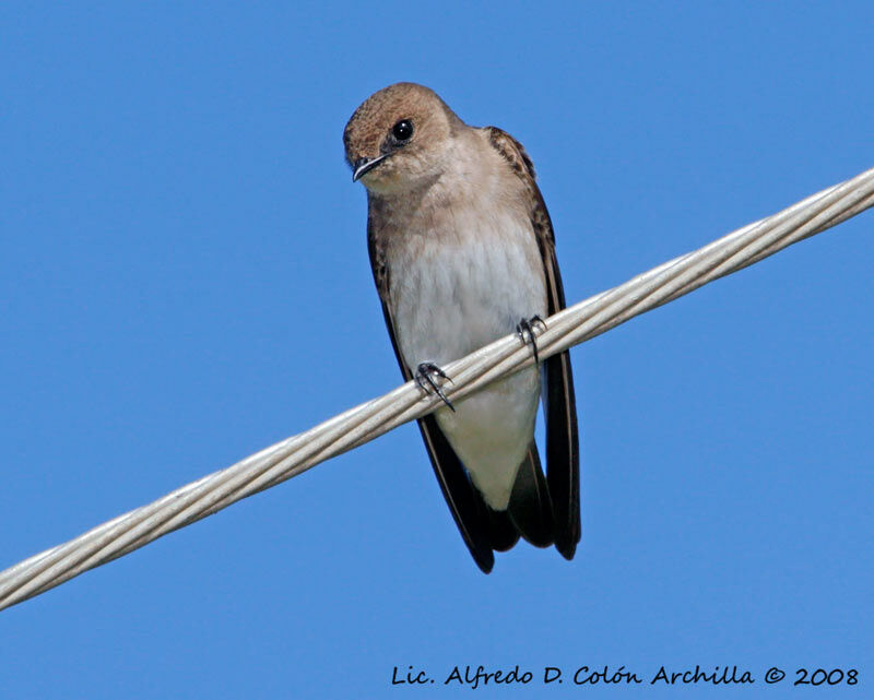 Hirondelle à ailes hérissées