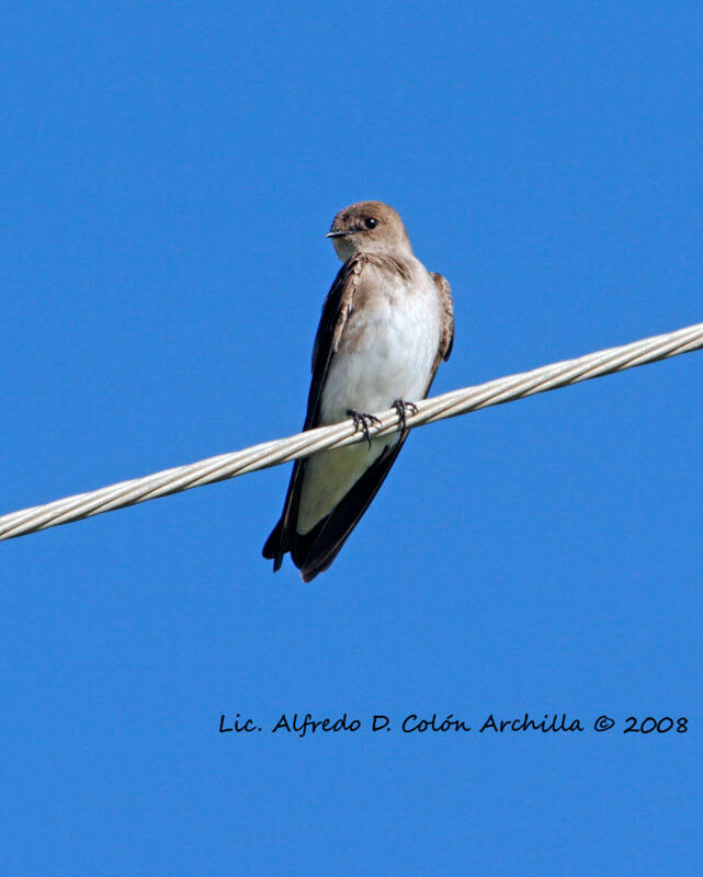 Northern Rough-winged Swallow