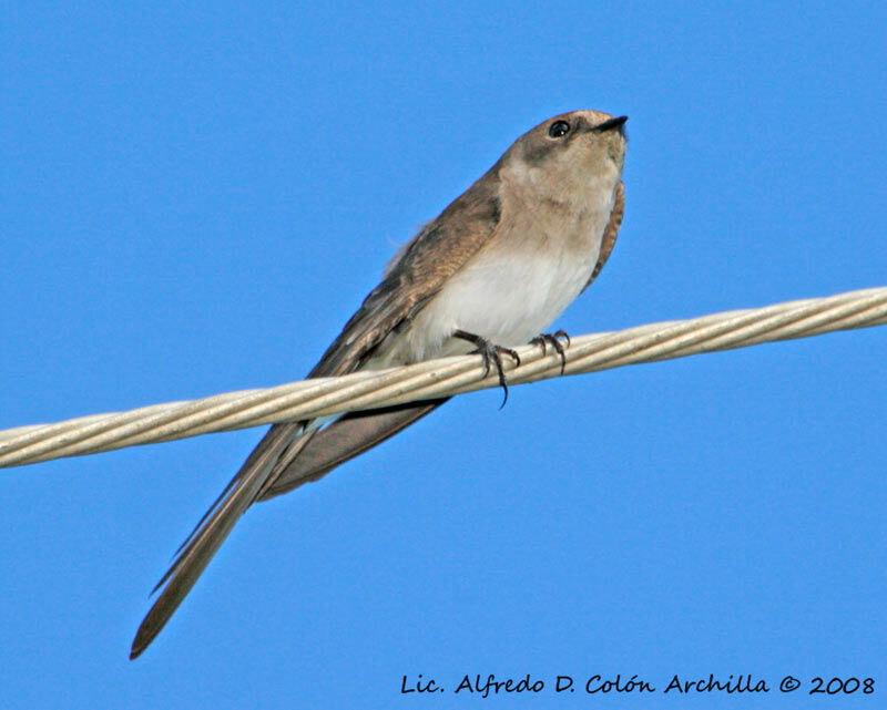 Hirondelle à ailes hérissées