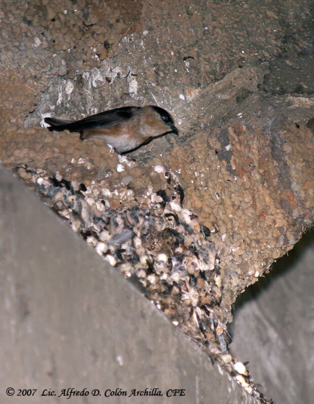 Cave Swallow