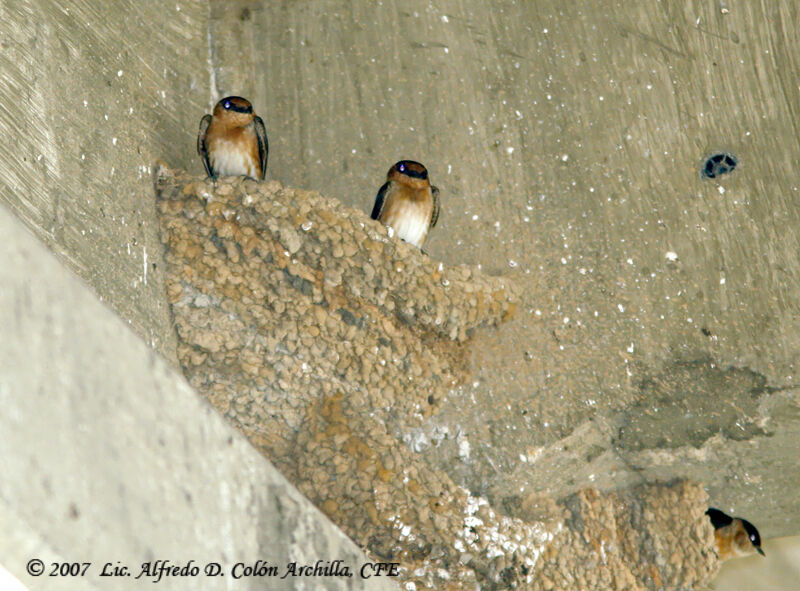 Hirondelle à front brun