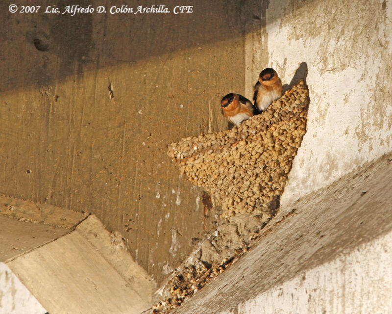 Cave Swallow