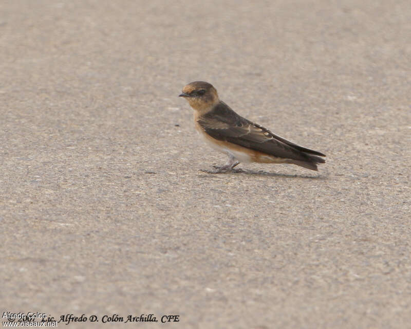 Cave Swallowjuvenile, identification