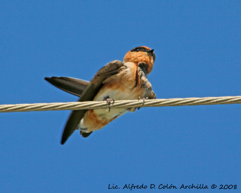 Cave Swallow