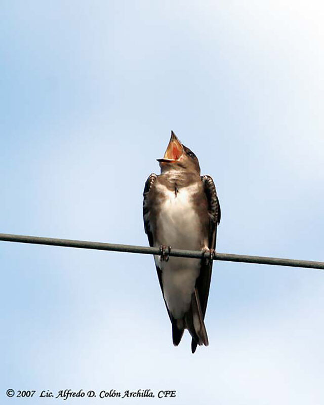 Hirondelle à ventre blanc