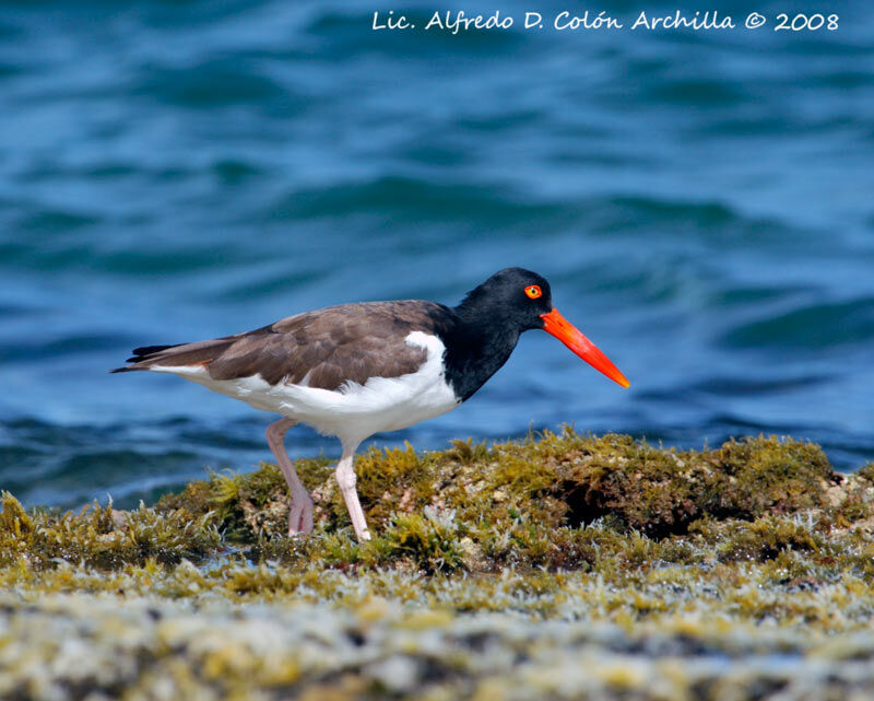 American Oystercatcher