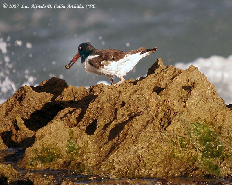 American Oystercatcher