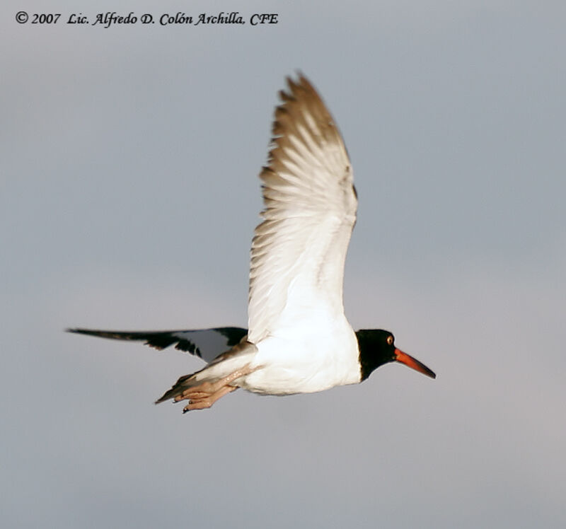 American Oystercatcher