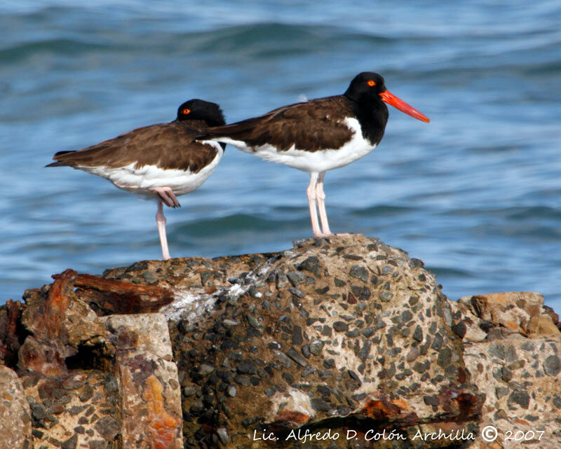 American Oystercatcher