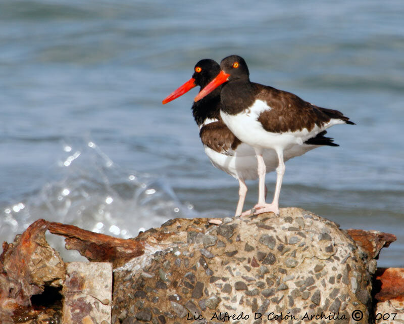 American Oystercatcher