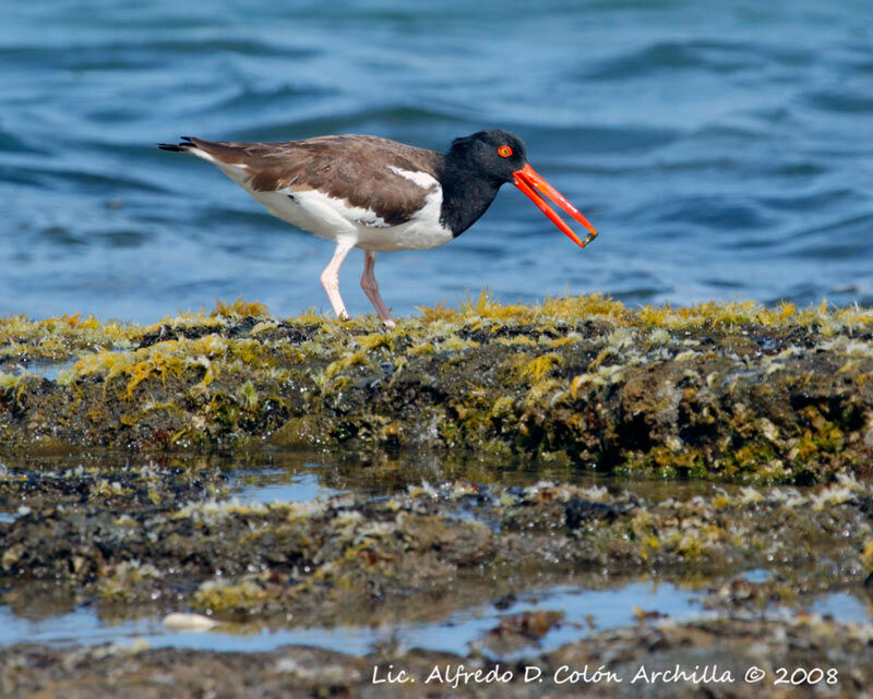 American Oystercatcher