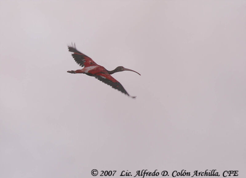 Scarlet Ibis