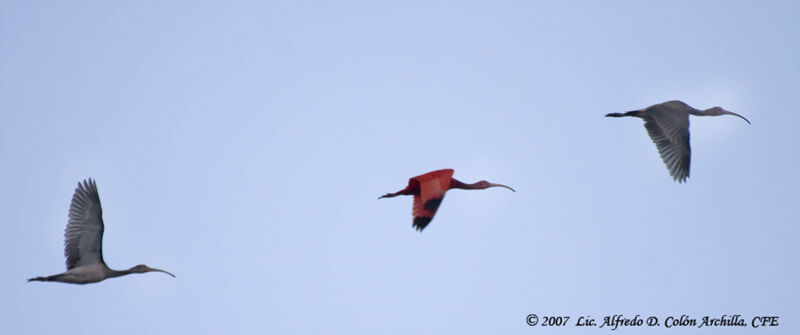 Ibis rouge