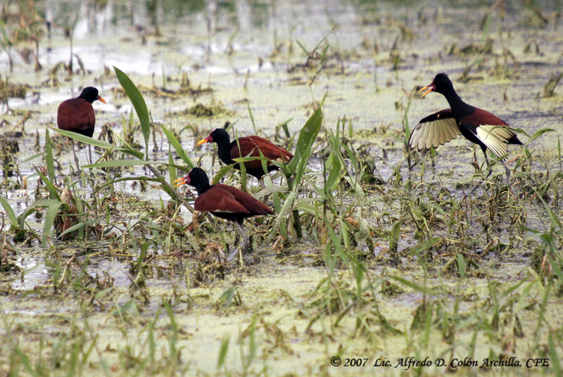 Wattled Jacana