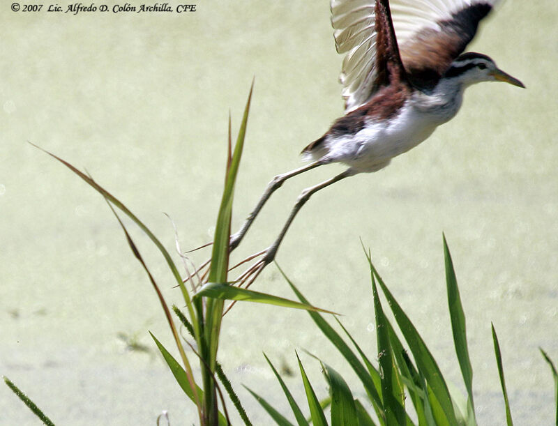 Wattled Jacana