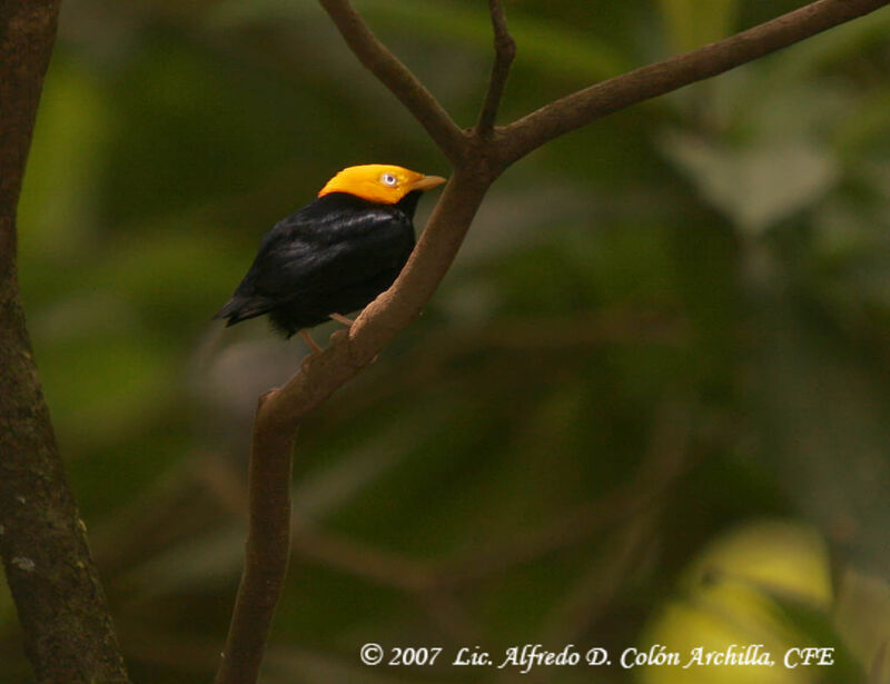 Manakin à tête d'or