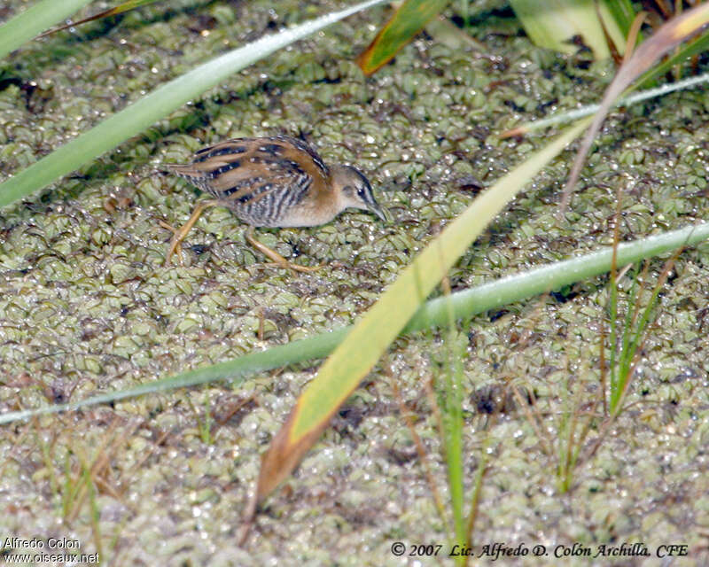 Yellow-breasted Crakeadult, habitat, pigmentation, walking