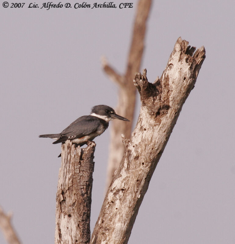 Belted Kingfisher