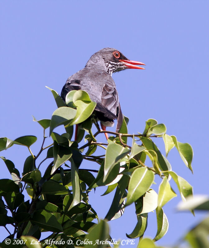 Red-legged Thrush