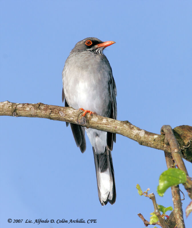 Red-legged Thrush