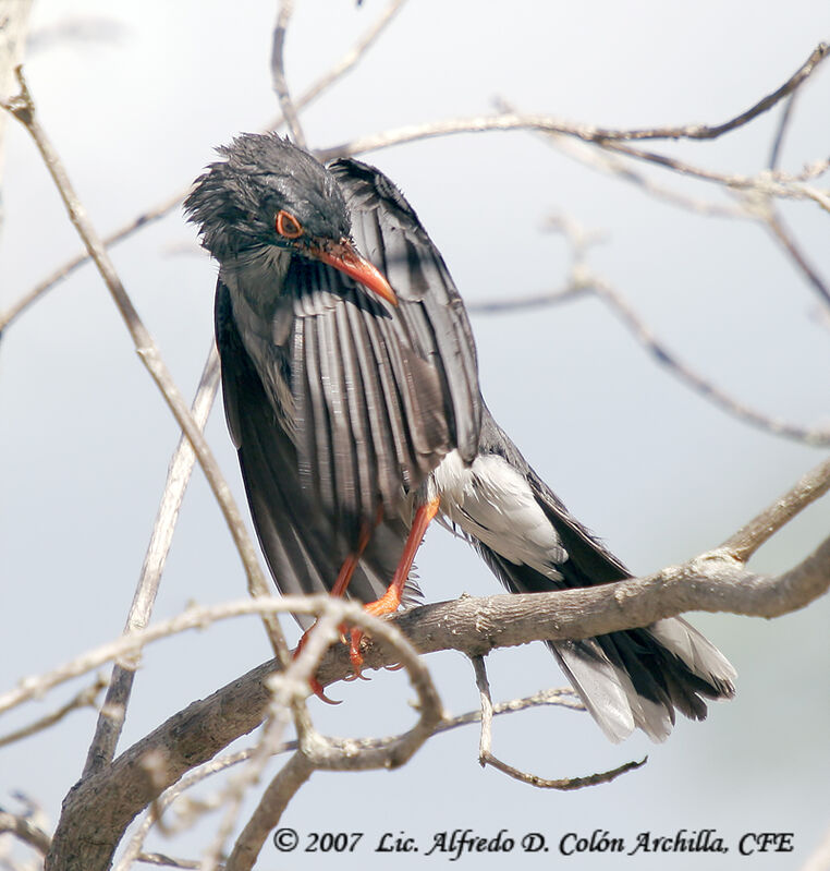 Red-legged Thrush