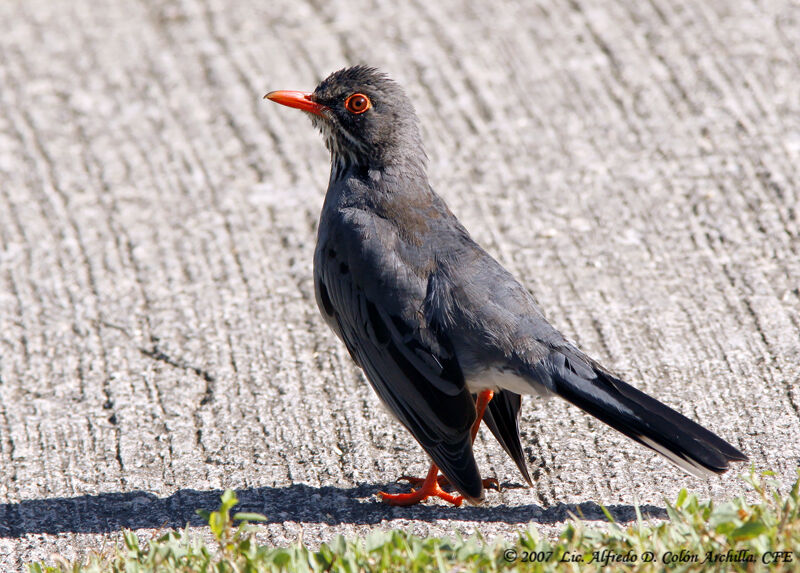 Red-legged Thrush