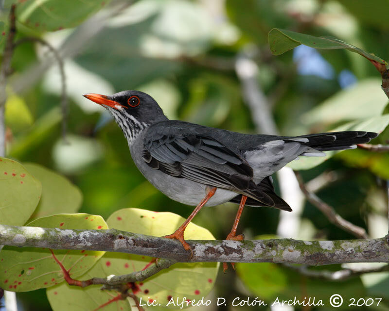 Red-legged Thrush