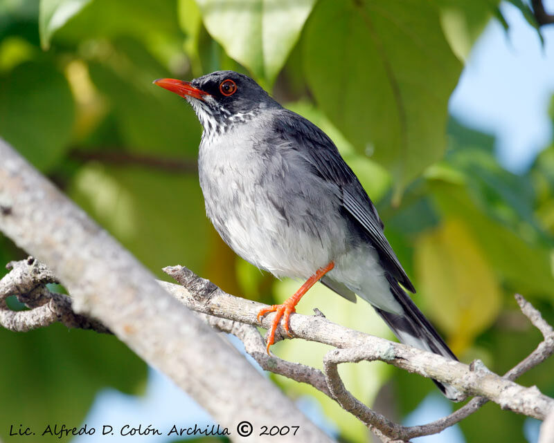 Red-legged Thrush