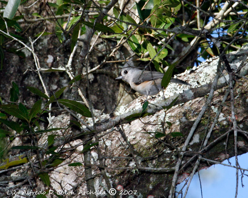 Mésange bicolore