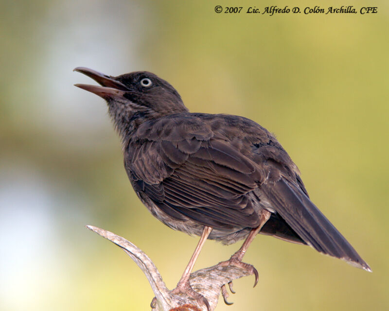 Pearly-eyed Thrasher