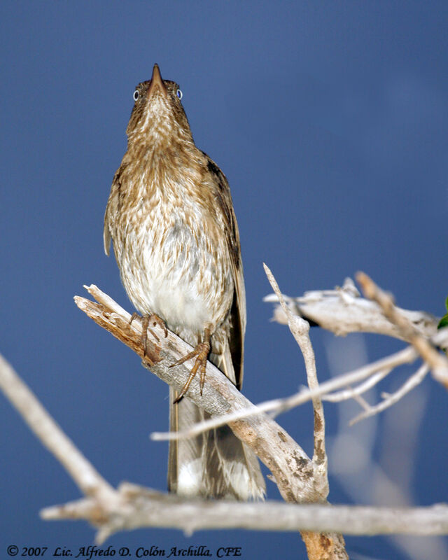 Pearly-eyed Thrasher