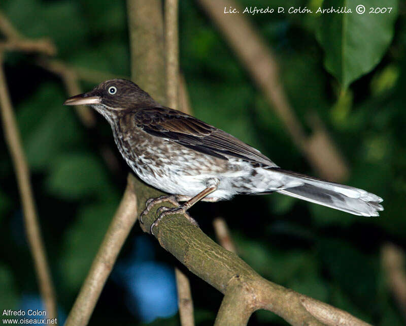 Pearly-eyed Thrasher