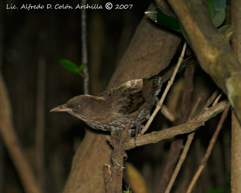 Pearly-eyed Thrasher